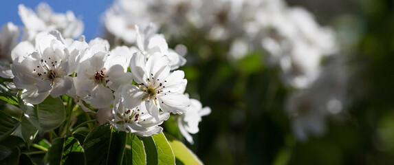 Pear flowers. Spring, nature wallpaper. Pear color in the garden. Blooming white flowers on the branches of a tree. Macro shot.