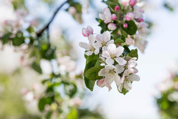 Flowers of the apple tree. Spring, nature wallpaper. Apple blossom in the garden. Blooming white flowers on the branches of a tree. Macro shot.