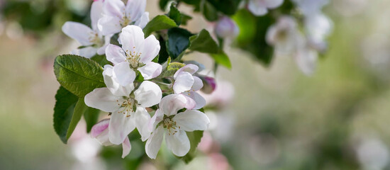 Flowers of the apple tree. Spring, nature wallpaper. Apple blossom in the garden. Blooming white flowers on the branches of a tree. Macro shot.