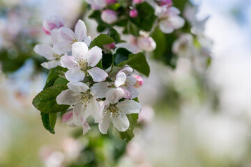 Flowers of the apple tree. Spring, nature wallpaper. Apple blossom in the garden. Blooming white flowers on the branches of a tree. Macro shot.