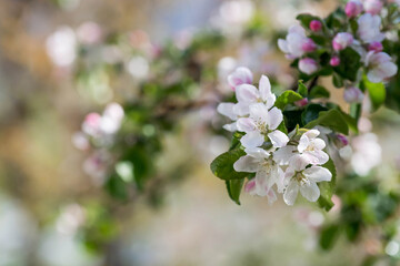 Flowers of the apple tree. Spring, nature wallpaper. Apple blossom in the garden. Blooming white flowers on the branches of a tree. Macro shot.