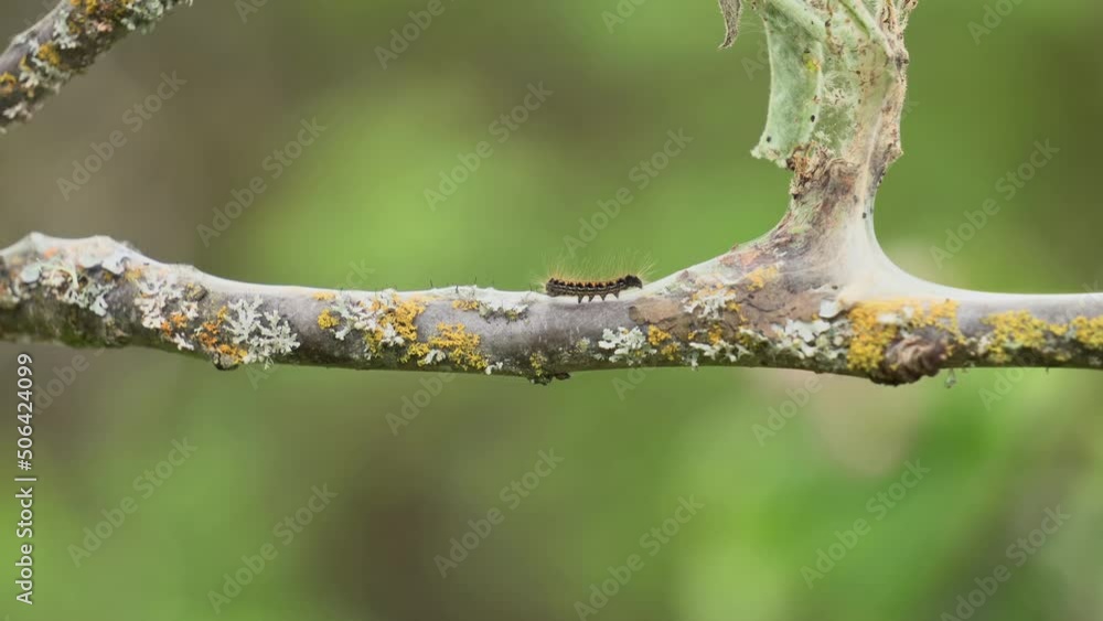 Poster tiny caterpillar crawling on an apple tree branch. close up, shallow depth of field