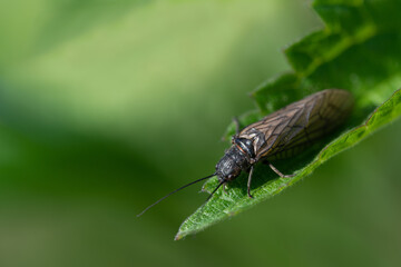 Close-up of a common waterweed fly (Sialis lutaria) sitting on a green leaf against a green background in nature