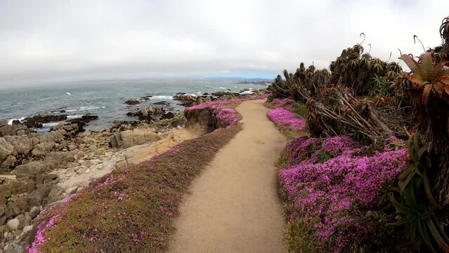 Monterey Bay California. Magic purple carpet in Pacific Grove.