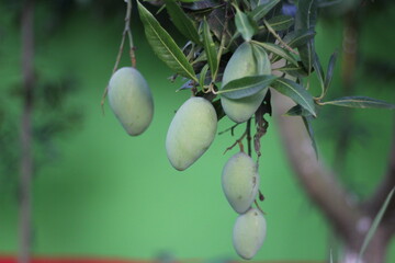 A bunch of mango hanging on the tree, unripe mango hanging