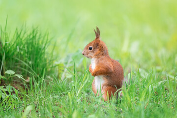 Red squirrel sits in the grass..