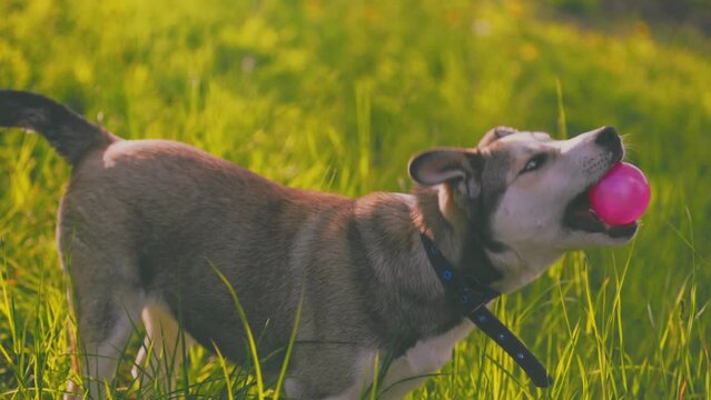 portrait of dog breed husky in green grass closeup