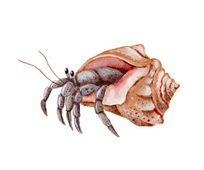 Watercolor hermit crab illustration. Hand-painted sea art isolated on white background