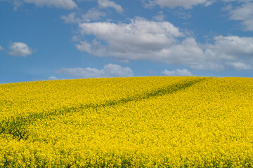 A path through blooming canola fields under a blue sky with clouds.