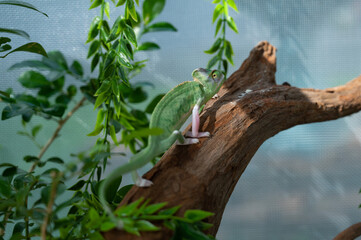 chameleon with blur background, predator