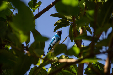 Um pássaro azul empoleirado em um galho de árvore, comendo uma amora. Saí-andorinha macho (Tersina viridis).
