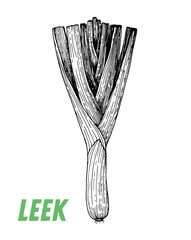 Leek sketch. Hand drawn vector illustration. Engraved image. Leek vegetable hand drawn sketch.