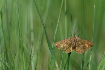Close up of a common heath butterfly, beautiful natural background