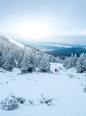 Fototapeta na wymiar Beautiful view of pine trees growing on snowy mountain