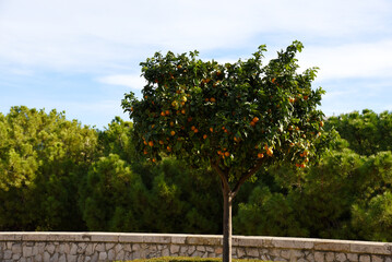 Fototapeta na wymiar Citrus orange fruit grows on a tree with green leaves in garden. Oranges and tangerines on a tree. Orange tree leaves for a taste of tropics. Ripe Oranges in City park.