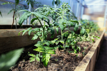 Bed with tomato sprout