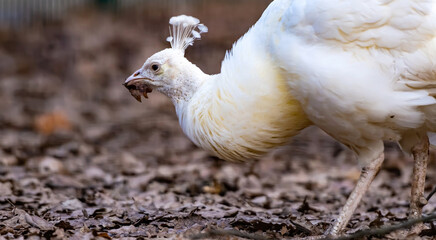 Beautiful elegant white peacock bird walking on the nature with broun ground