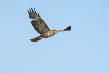 Common Buzzard (Buteo buteo) adult in flight against a blue sky