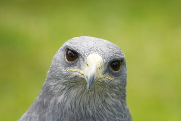 Black chested buzzard eagle