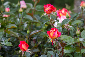red roses in the garden
