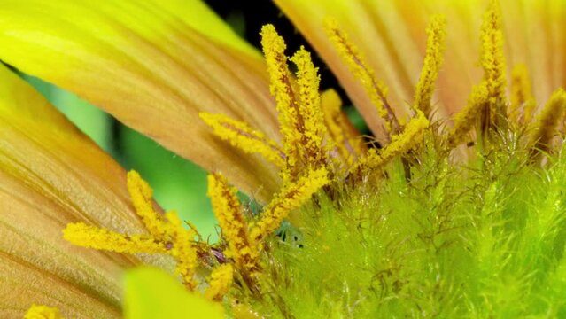 Time lapse of Gaillardia bloom, close-up shot, on black background, Beautiful Gaillardia flower blooms close-up, stamen growth,Macro shot of a flower blooming time lapse, macro photography