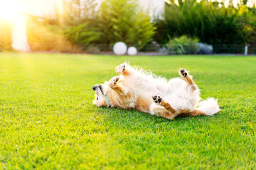 labrador retriever lying on his back on the grass resting at dusk