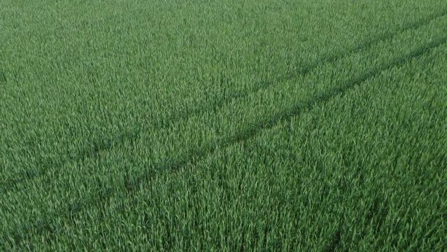 Weizenfeld im Wind 
