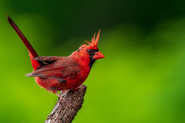 Northern Cardinal