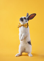 Cute rabbit in a bow on a bright yellow background in a bow. funny animal