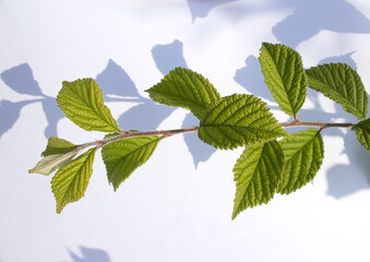 cherry tree leaves on a white background.