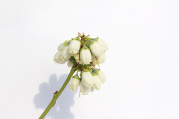 White flowers on blueberry stem