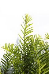 Taxus baccata close up. Green branches of yew tree isolated white background. (Taxus baccata, English yew, European yew).