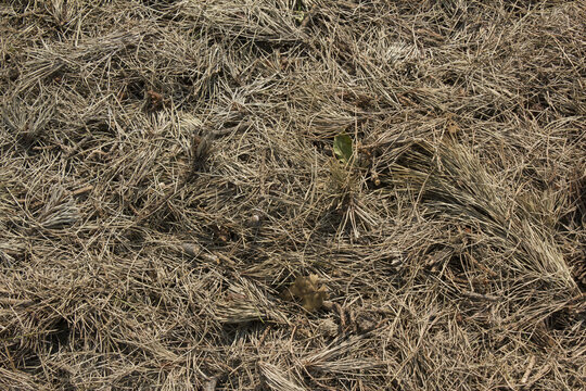 
Close-up Of A Pile Of Finely Cut Pine Needles.