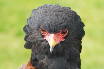 Bateleur Eagle