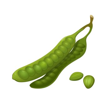 Parkia speciosa aka Petai or stink bean is vegetable for asian traditional food object set illustration vector