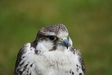 Saker falcon