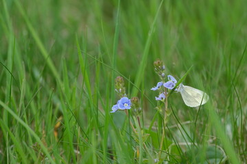 Wood white butterfly on a blue flower