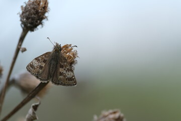 Close up of a dingy skipper resting on a dry plant with open wings