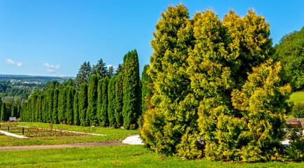Thuja alley in the famous resort park Kislovodsk,Northern Caucasus.