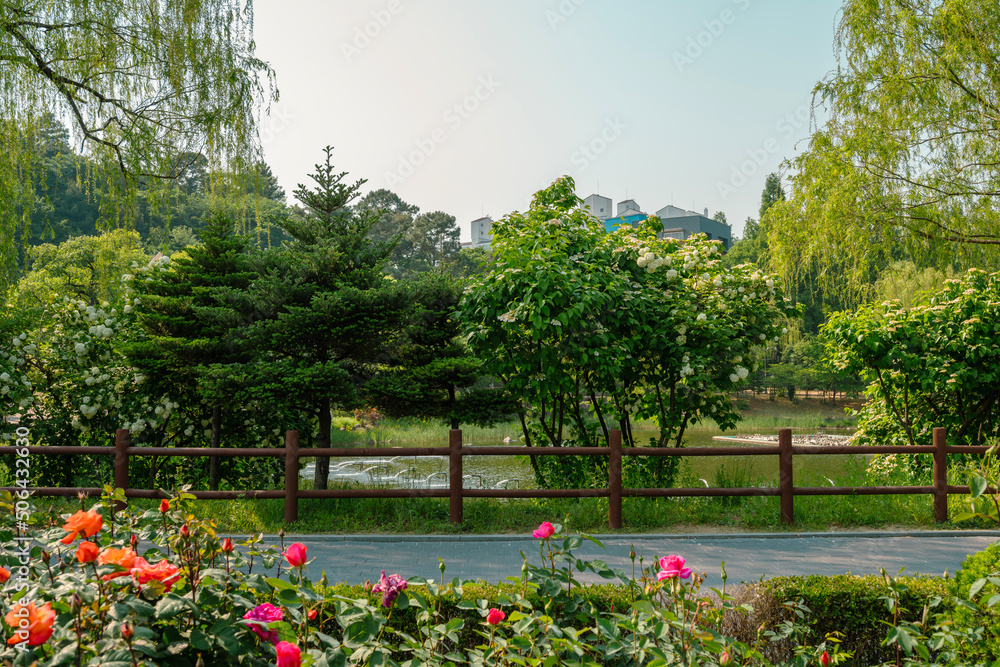 Canvas Prints Spring of Boramae park in Seoul, Korea