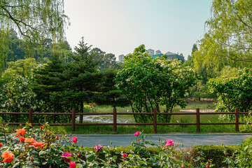 Spring of Boramae park in Seoul, Korea