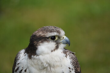 Saker falcon