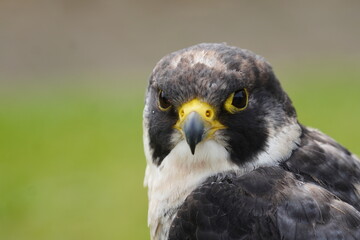 Peregrine falcon