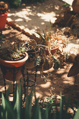 detail of cactus planted in different containers in the shade of a fig tree