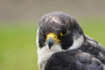 Peregrine falcon