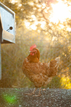 Vertical shot of brown chicken on farm backlit by warm Australian light
