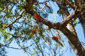 Flores de Pajuro en un día soleado