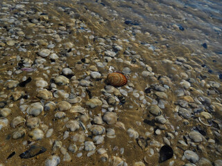 background of shells under water. Details of a summer that is about to arrive.