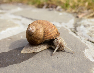 A slow grape snail crawls on the asphalt in the park on a sunny day. Soft Focus