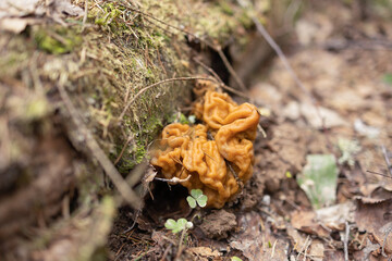 Mushroom-shaped seams. The first edible mushroom from an old tree. Selective focus.